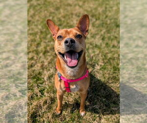 Boston Terrier-Unknown Mix Dogs for adoption in Shermans Dale, PA, USA