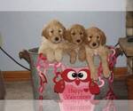 Small Photo #5 Double Doodle Puppy For Sale in BELLVILLE, OH, USA
