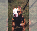 Small Photo #13 American Pit Bull Terrier Puppy For Sale in SEATTLE, WA, USA