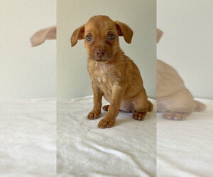 Tajin #9517 - Female Chihuahua-Unknown Mix Dog for Adoption - Photo #2