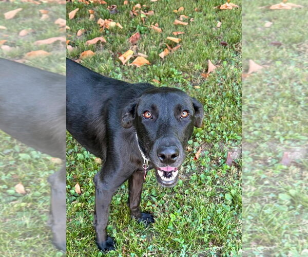 Medium Photo #3 Labrador Retriever-Unknown Mix Puppy For Sale in Hillsboro, MO, USA