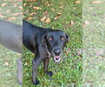 Small #2 Labrador Retriever Mix