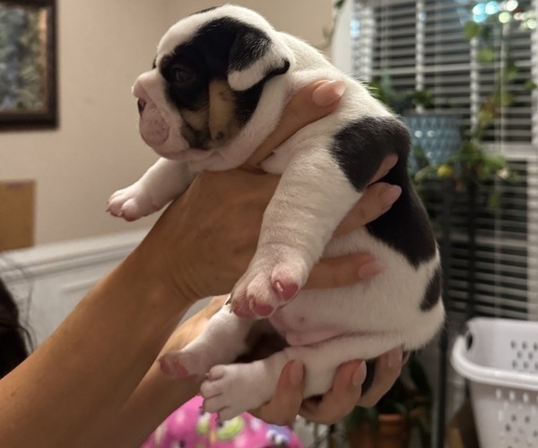 Medium Photo #3 English Bulldog Puppy For Sale in FAYETTEVILLE, NC, USA