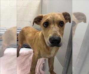 Black and Tan Coonhound-Unknown Mix Dogs for adoption in Conroe, TX, USA