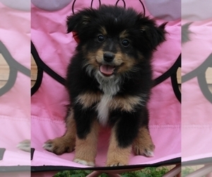 Miniature Australian Shepherd Puppy for sale in FREDERICKSBURG, OH, USA