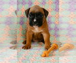 Small #5 Boxer