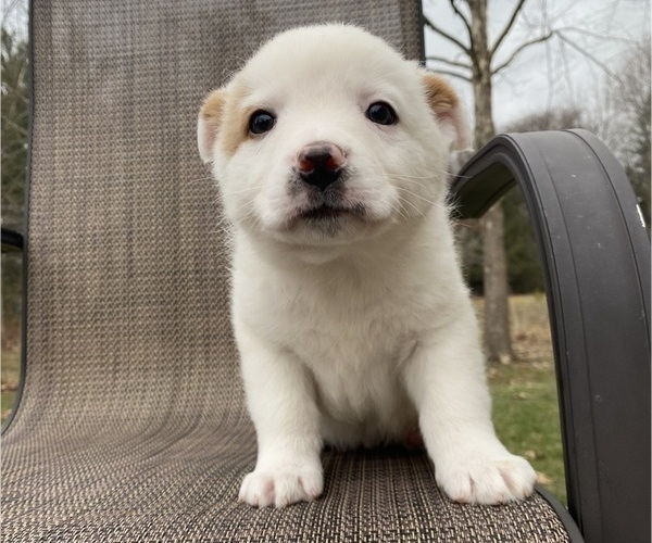 Medium Photo #6 Australian Cattle Dog Puppy For Sale in RICHMOND, MI, USA