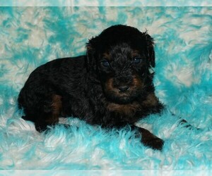 Miniature Labradoodle Puppy for sale in LA HABRA, CA, USA