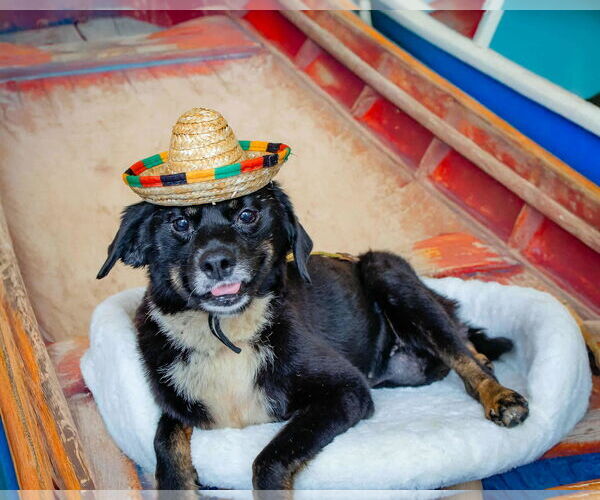 Medium Photo #13 Dachshund-Unknown Mix Puppy For Sale in Princeton, MN, USA