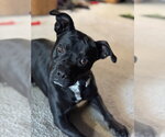 Small Mutt