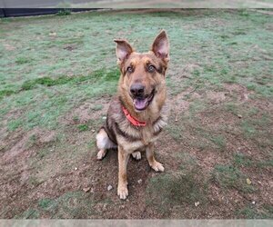 German Shepherd Dog Dogs for adoption in Orange, CA, USA