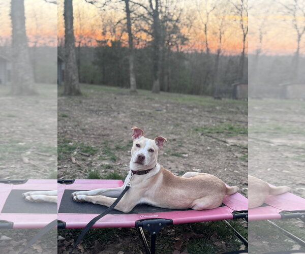 Medium Photo #9 Carolina Dog-Unknown Mix Puppy For Sale in Hillsboro, MO, USA