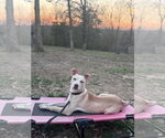 Small #8 Carolina Dog Mix