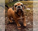 Small Photo #3 American Bully Puppy For Sale in SARASOTA, FL, USA