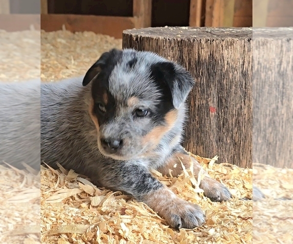 Medium Photo #1 Australian Cattle Dog Puppy For Sale in CURRAN, MI, USA