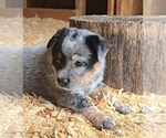 Puppy Honor Australian Cattle Dog