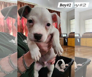 American Pit Bull Terrier-American Staffordshire Terrier Mix Dogs for adoption in Chester, VA, USA