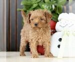 Small Photo #3 Poodle (Toy) Puppy For Sale in STRASBURG, PA, USA