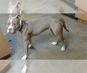 Mutt Dogs for adoption in Sacramento, CA, USA