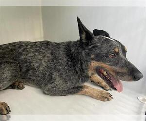 Mutt Dogs for adoption in Houston, TX, USA