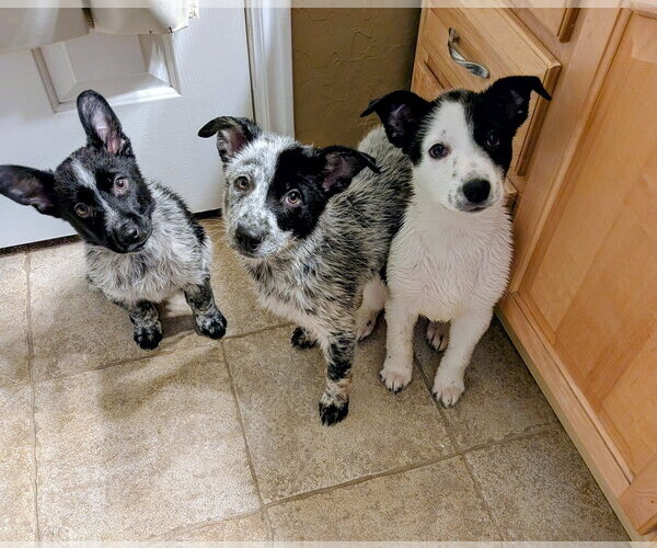 Medium Photo #8 Collie-Unknown Mix Puppy For Sale in Sandy, UT, USA