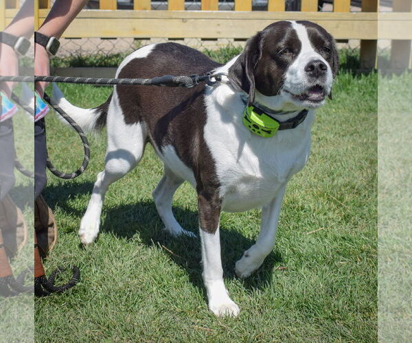 Medium Photo #2 Labbe Puppy For Sale in Huntley, IL, USA