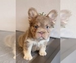 Small #9 French Bulldog