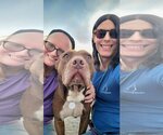 Small #1 American Pit Bull Terrier