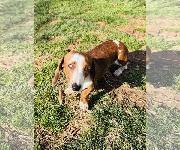 Medium Photo #4 Dachshund Puppy For Sale in York, SC, USA