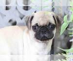 Small Photo #2 Pug Puppy For Sale in MOUNT VERNON, OH, USA