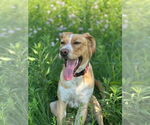 Small #1 Labrador Retriever Mix