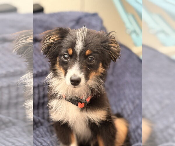 Medium Photo #4 Australian Shepherd-Unknown Mix Puppy For Sale in Fort Collins, CO, USA