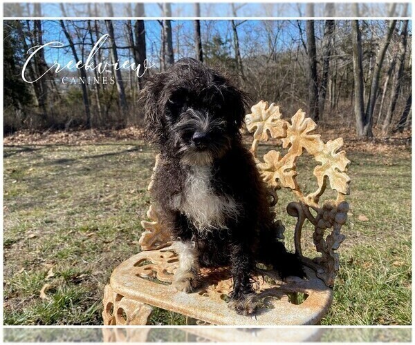 Medium Photo #4 Schnoodle (Miniature) Puppy For Sale in NIANGUA, MO, USA