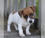 Puppy Montgomery Jack Russell Terrier