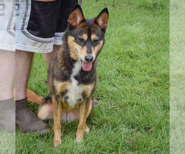 Medium Photo #3 German Shepherd Dog-Shiba Inu Mix Puppy For Sale in Huntley, IL, USA