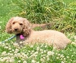 Small Photo #1 Poodle (Miniature) Puppy For Sale in BOALSBURG, PA, USA