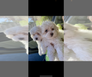 Maltese Puppy for sale in ATL, GA, USA
