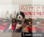 Small Photo #4 Bernese Mountain Dog Puppy For Sale in BURLINGTON, NC, USA