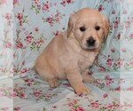 Small #1 English Cream Golden Retriever