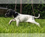 Small Photo #12 German Shorthaired Pointer Puppy For Sale in MESQUITE, TX, USA