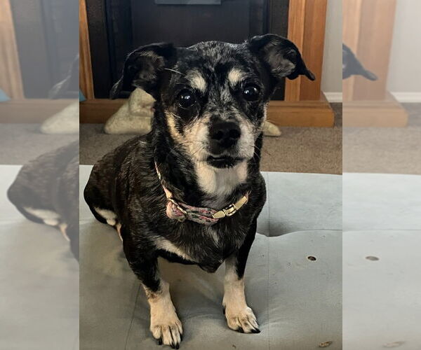 Medium Photo #2 Chiweenie Puppy For Sale in Claremore, OK, USA