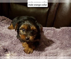 Yorkshire Terrier Puppy for sale in WEST LAFAYETTE, OH, USA