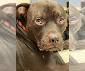 Mutt Dogs for adoption in Princeton, MN, USA