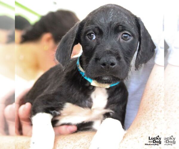 Medium Photo #1 Labrador Retriever-Unknown Mix Puppy For Sale in Washington, DC, USA