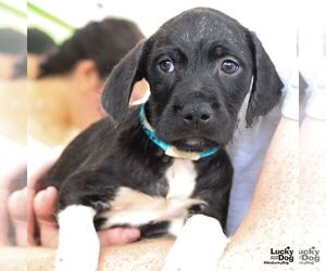 Labrador Retriever-Unknown Mix Dogs for adoption in Washington, DC, USA