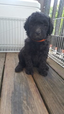 Goldendoodle Puppy for sale in BLACKSTONE, MA, USA