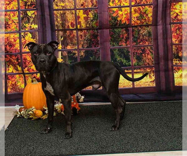 Medium Photo #1 Mutt Puppy For Sale in Sanford, FL, USA