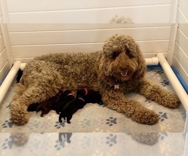 Medium Photo #2 Australian Labradoodle Puppy For Sale in WASH, NC, USA