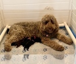 Small Photo #2 Australian Labradoodle Puppy For Sale in WASH, NC, USA