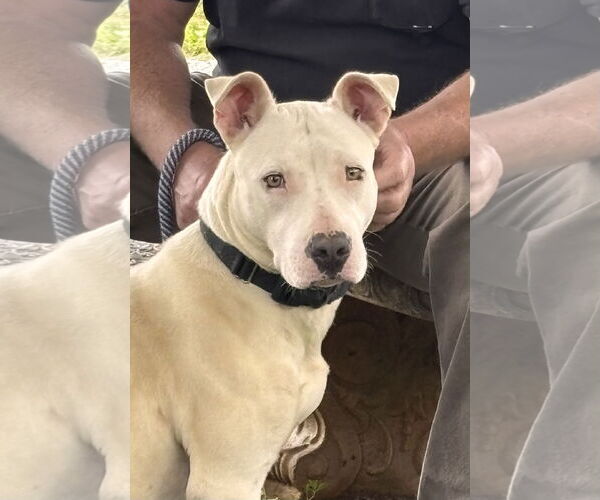 Medium Photo #9 Bull Terrier-Unknown Mix Puppy For Sale in Rustburg, VA, USA